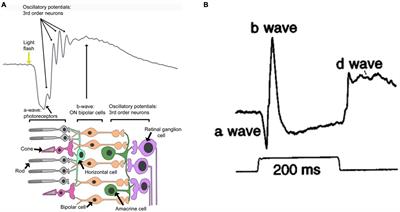 Review: Use of Electrophysiological Techniques to Study Visual Functions of Aquatic Organisms